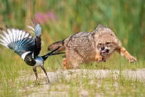 Ảnh động vật: Chó rừng truy đuổi chim ác lá trên đồng 