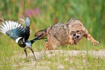 Ảnh động vật: Chó rừng truy đuổi chim ác lá trên đồng 