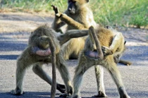 Khỉ đầu chó tinh quái trêu ngươi khách chụp ảnh