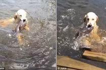 Chó trổ tài bắt cá trê ở dưới nước siêu đẳng