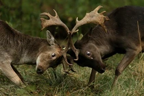 Ảnh động vật tuần qua: Hươu đực đánh nhau giành bạn tình