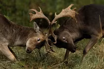 Ảnh động vật tuần qua: Hươu đực đánh nhau giành bạn tình