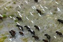 Ảnh trên cao tuyệt đẹp về động vật hoang dã châu Phi