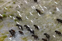 Ảnh trên cao tuyệt đẹp về động vật hoang dã châu Phi