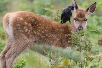 Chuyện lạ: Quạ đen miệt mài bắt rận cho hươu con