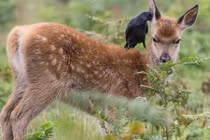 Chuyện lạ: Quạ đen miệt mài bắt rận cho hươu con