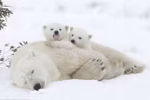 Ngộ nghĩnh cảnh gấu Bắc Cực con cố đánh thức mẹ