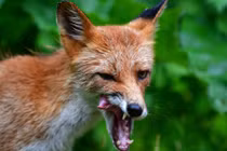 Ảnh đẹp động vật: Cáo liếm môi khi săn môi trong rừng ở Nga