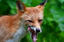 Ảnh đẹp động vật: Cáo liếm môi khi săn môi trong rừng ở Nga