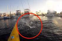 Kinh hoàng chứng kiển cảnh sư tử biển làm thịt cá đuối