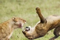 Ảnh động vật tuần qua: Sử tử đại chiến nảy lửa