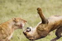 Ảnh động vật tuần qua: Sử tử đại chiến nảy lửa