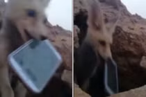 Cáo sa mạc láu cá trộm điện thoại du khách