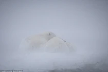 Gia đình gấu Bắc cực ôm nhau giữ ấm trong bão tuyết