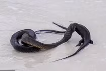 Ảnh động vật: Rắn ăn thịt thằn lằn, báo dùng nước tiểu đánh dấu...