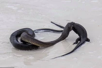 Ảnh động vật: Rắn ăn thịt thằn lằn, báo dùng nước tiểu đánh dấu...