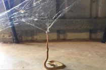 Hãi hùng kịch chiến giữa rắn và nhện độc