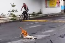 Cay mắt cảnh chú chó kéo xác bạn bị đâm chết