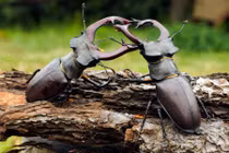 Ảnh động vật tuần: Bọ cánh cứng quyết chiến ác liệt