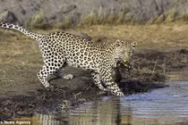 Cảnh hiếm gặp: Báo hoang đói, bắt rùa dưới nước