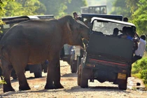 Hãi hùng voi tấn công xe chở du khách kiếm ăn