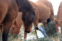 Kỳ quái ngựa hoang nhận nuôi chim cánh cụt bị bỏ rơi 