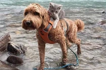 Ngạc nhiên tình bạn thân thiết hiếm thấy giữa mèo và chó 