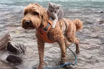 Ngạc nhiên tình bạn thân thiết hiếm thấy giữa mèo và chó 