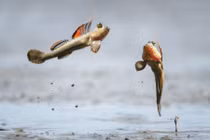 Ảnh động vật ấn tượng: Cá thòi lòi quyết chiến 