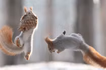 Ảnh động vật tuần: Cặp sóc quyết chiến ác liệt 