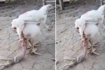 Quái vật gà 4 chân gây sửng sốt ở Thái Lan