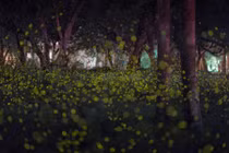 Ảnh động vật tuần: Kinh ngạc chim chích kiếm mồi nuôi cu cu