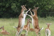 Hươu sao "đại chiến" kỳ lạ chưa từng thấy