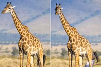 Xúc động cảnh hươu cao cổ mẹ cực nhọc sinh con