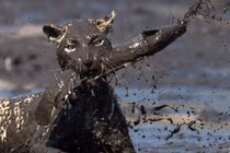 Cận cảnh báo gấm săn cá trê đầy thủ đoạn dưới hố nước