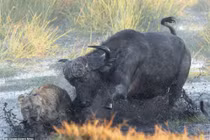 Trâu nước dũng cảm đánh bại bầy sư tử đói