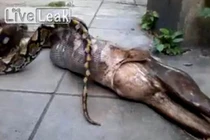 Nóng: Rùng mình cảnh trăn nôn ra... chó