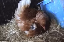 Xem gà mẹ ủ ấm cho mèo con yêu không chịu nổi