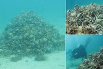 Kỳ lạ nghìn cua nhện xếp hình kim tự tháp giao phối