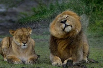 Mê đắm khoảnh khắc sư tử rũ nước tuyệt đẹp 