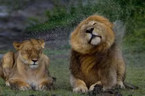 Mê đắm khoảnh khắc sư tử rũ nước tuyệt đẹp 