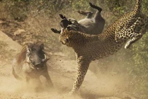 Lợn lòi mẹ liều mạng tấn công báo gấm bảo vệ con