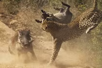 Lợn lòi mẹ liều mạng tấn công báo gấm bảo vệ con