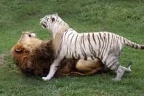 Sự thân mật hiếm có giữa hổ trắng quý hiếm và sư tử 