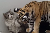 Kỳ lạ hổ và mèo chơi đùa với nhau như bạn thân 