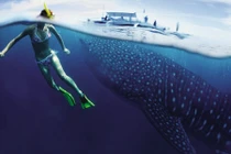 Loạt ảnh tuyệt đẹp của động vật hoang dã trong tự nhiên 