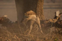 Nín thở xem bầy chó hoang hợp sức cắn xé linh cẩu