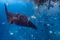 Ảnh động vật: Cá giữa biển ni lông, bò in bóng mặt trăng...