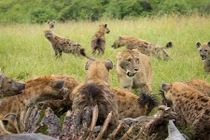 Ảnh động vật tuần: Linh cẩu và sư tử chia mồi