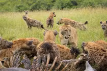 Ảnh động vật tuần: Linh cẩu và sư tử chia mồi